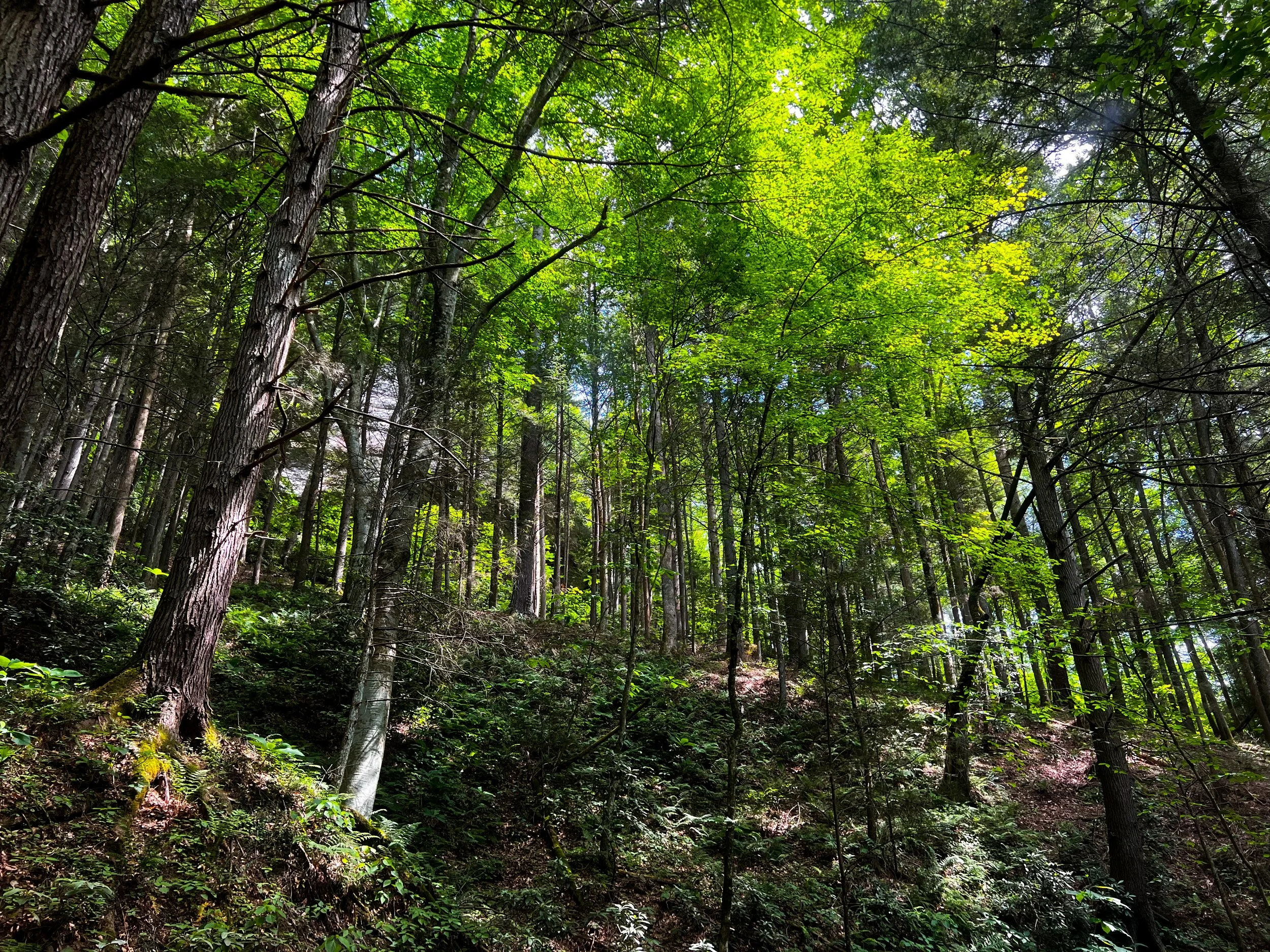 Red River Gorge Backpacking Workshop