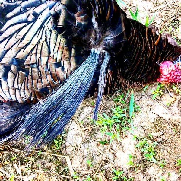 Beard game strong on this ole tom!💥🦃 #cantstoptheflop #turkeyhunt #turkeycall #missourioutfitter #midwestoutfitter #gamekeeper #guidelife
