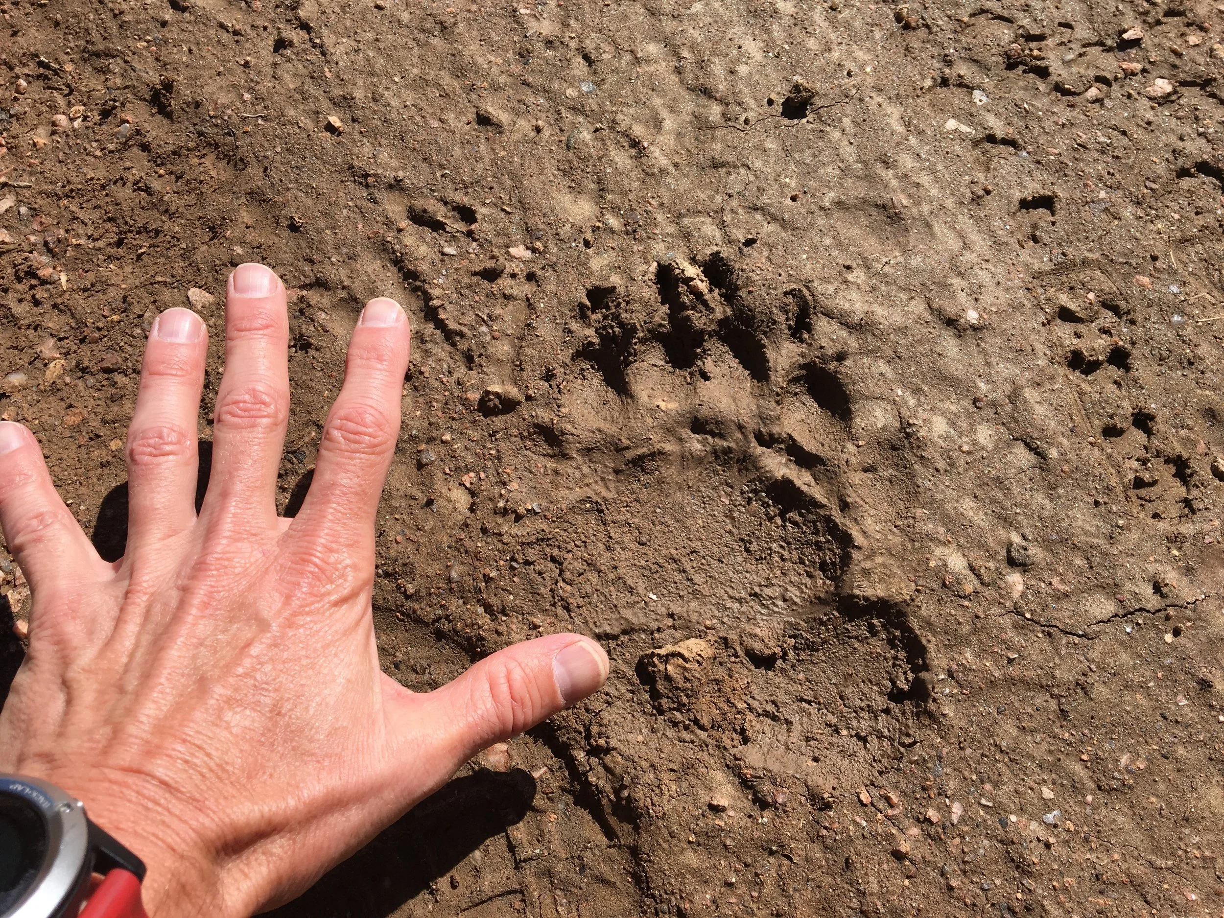 No bear sightings on my long run this week, only fresh bear tracks.