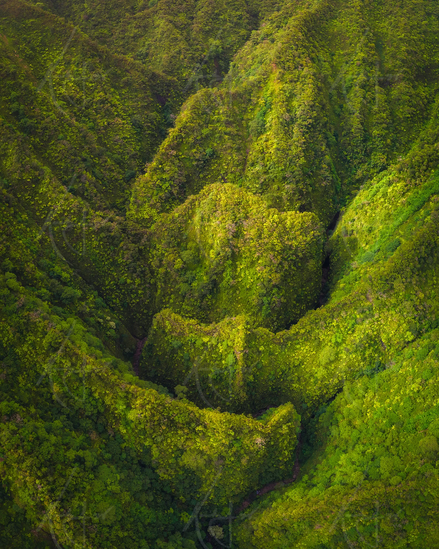 Kahawai