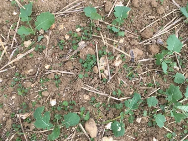 Cransbill OSR.jpg
