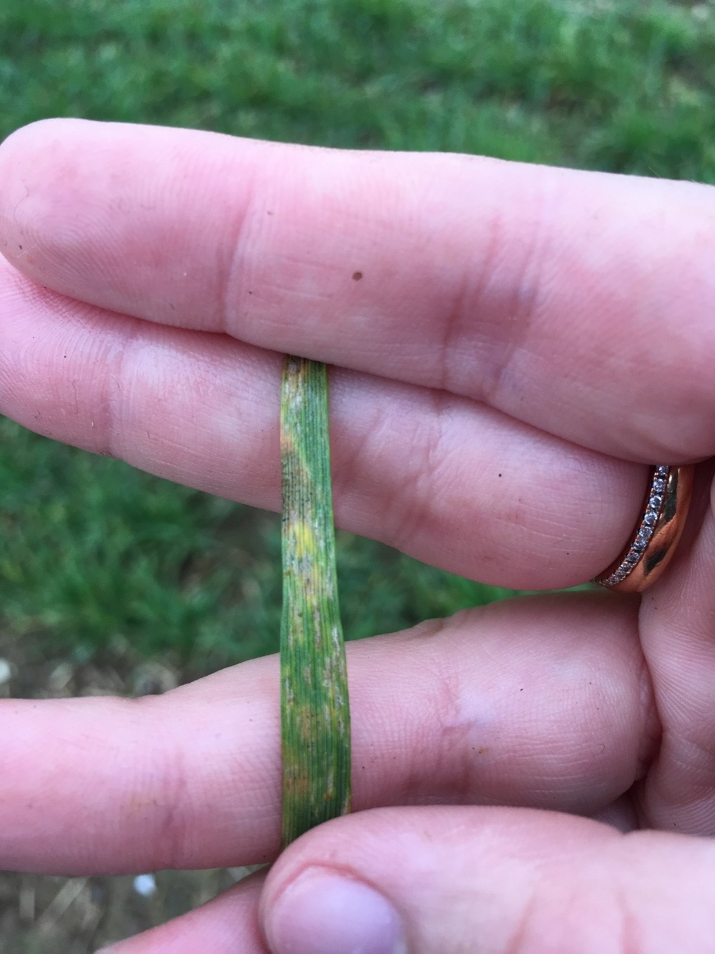 Septoria.jpg