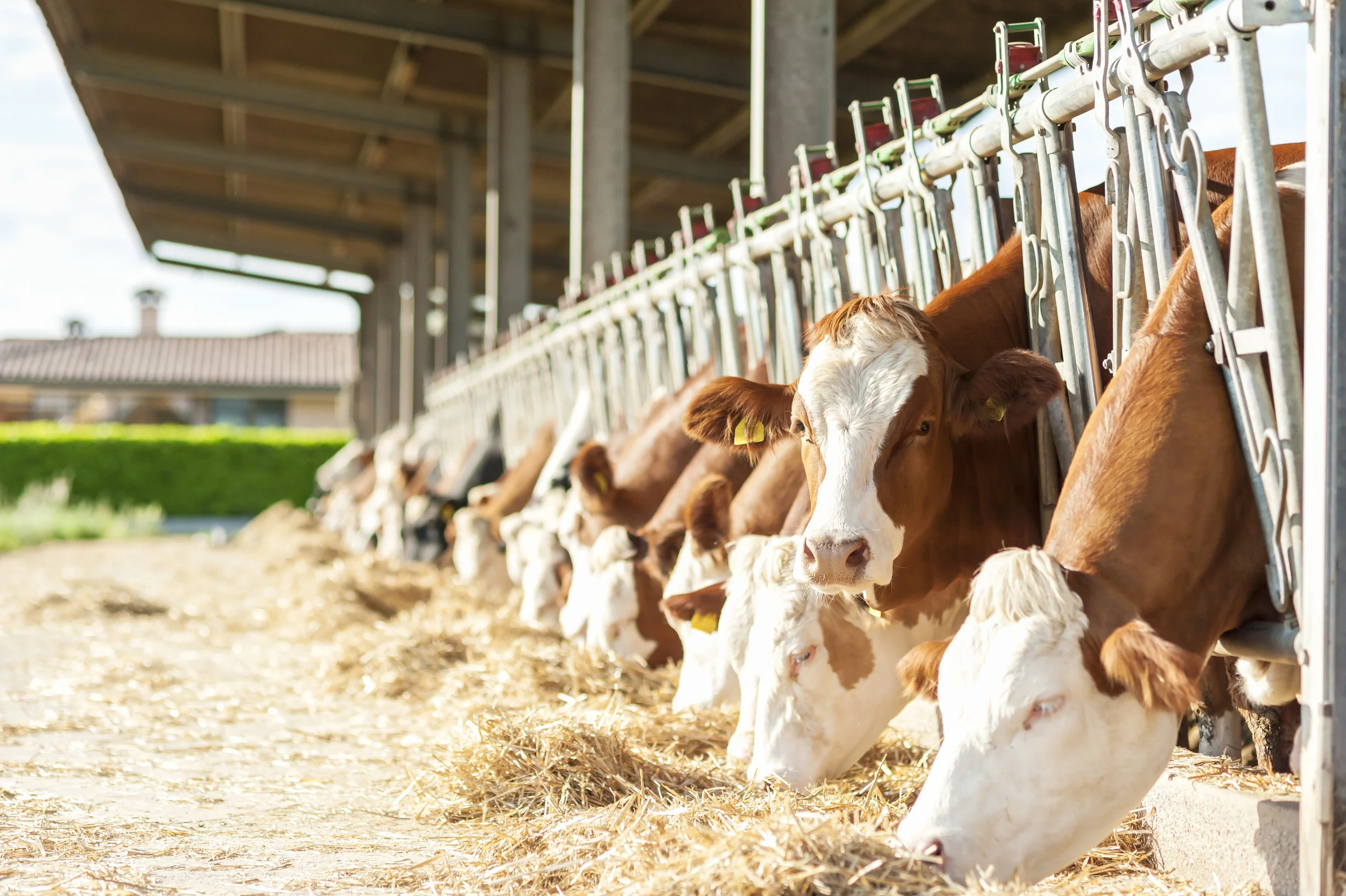 cows feeding.jpeg