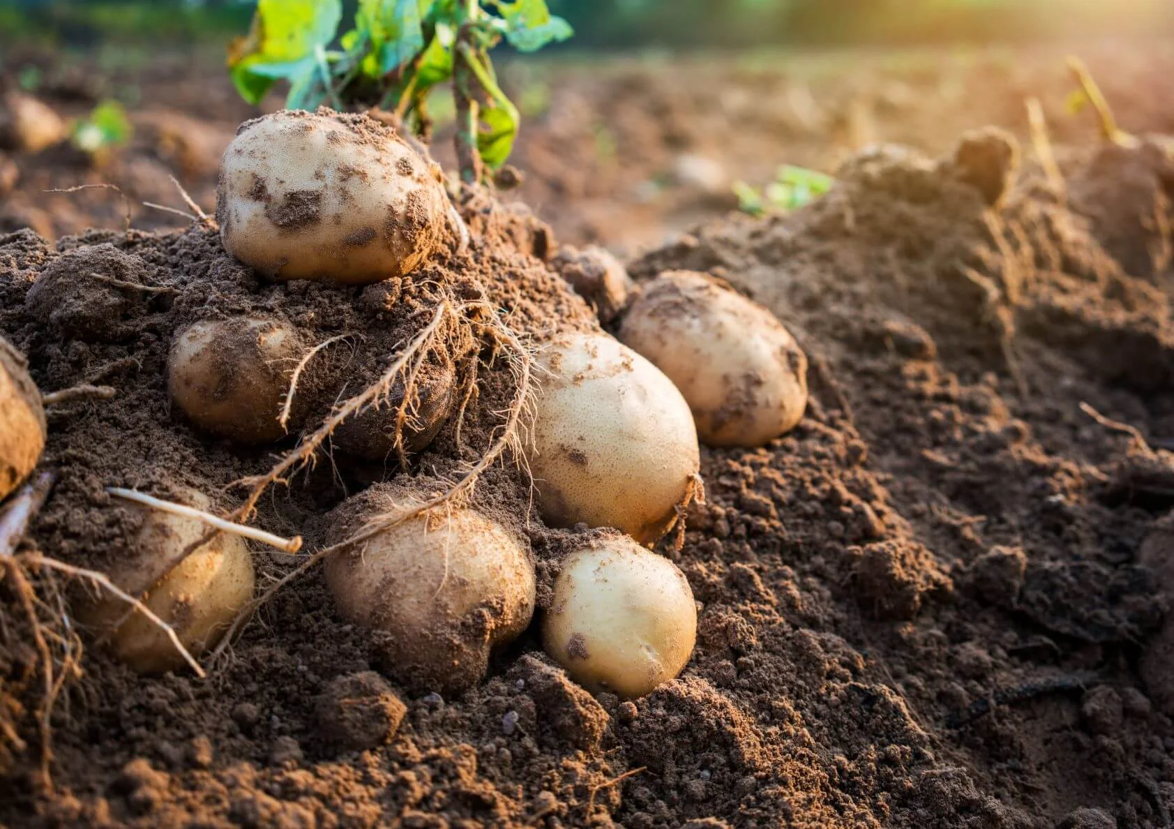 potato agronomy diquat.jpeg