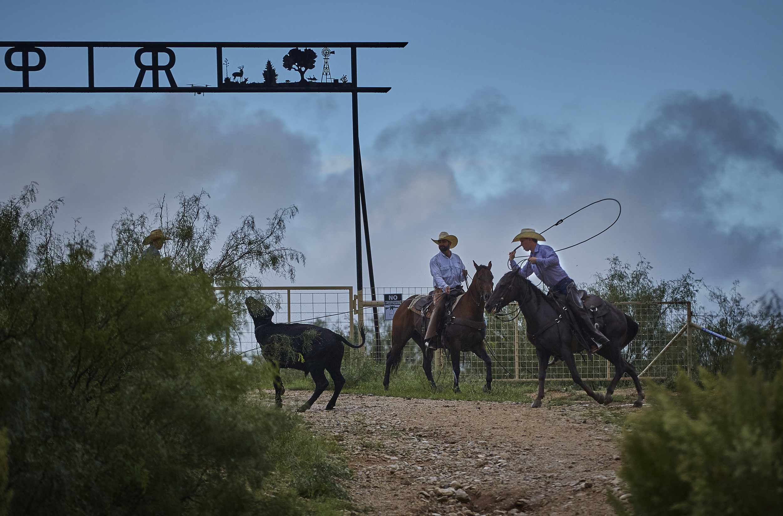 Cowboys rope cattle