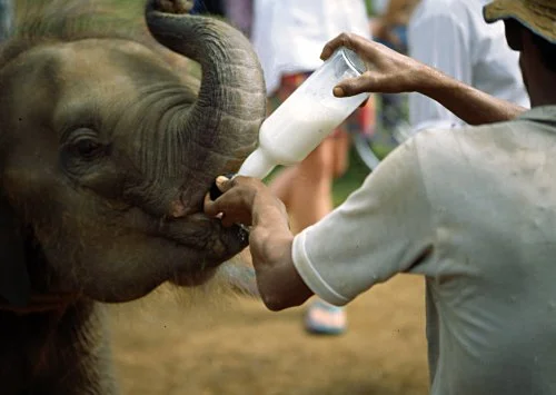 Bottle-fee-baby-elephants.jpg