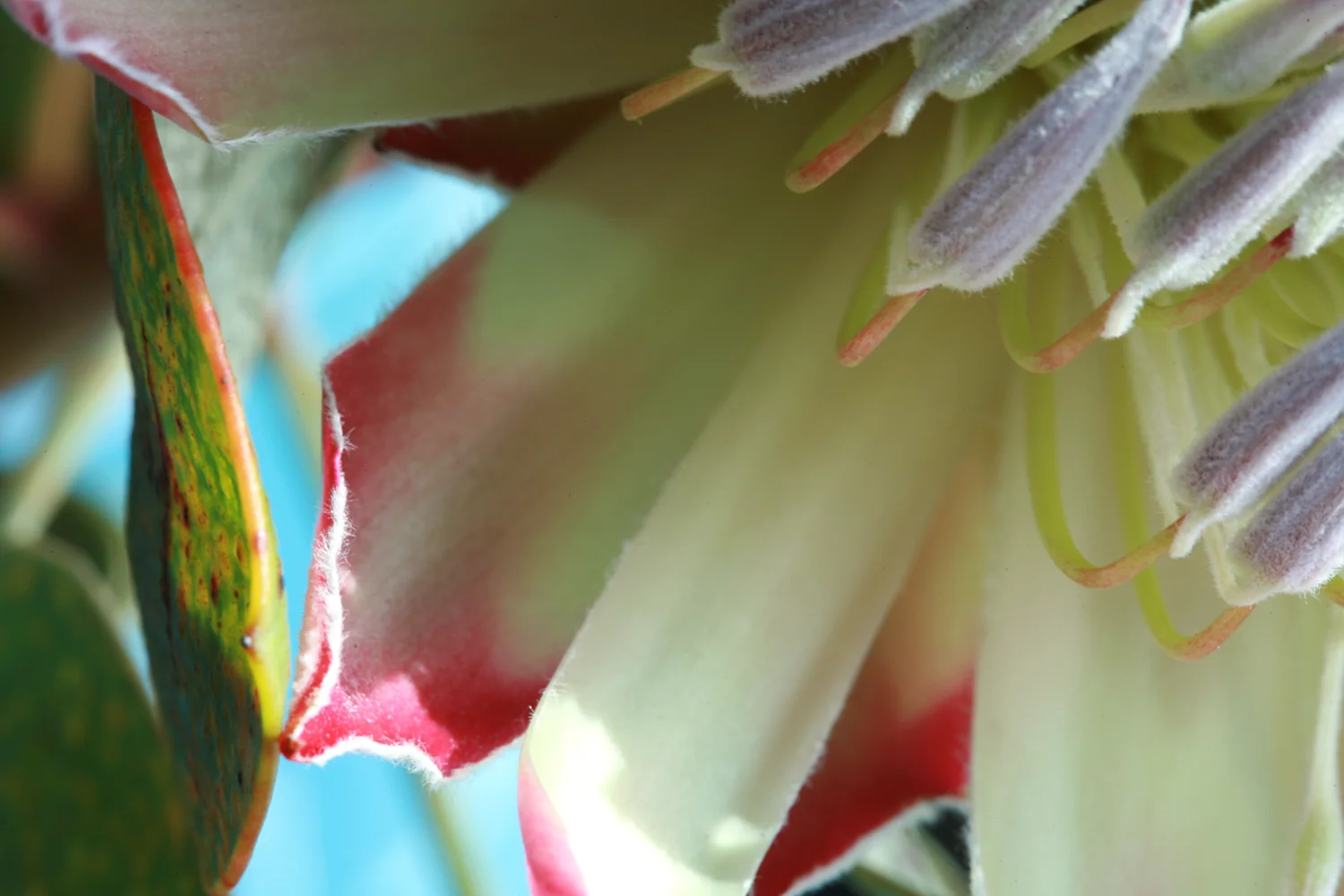 Floral02.jpg