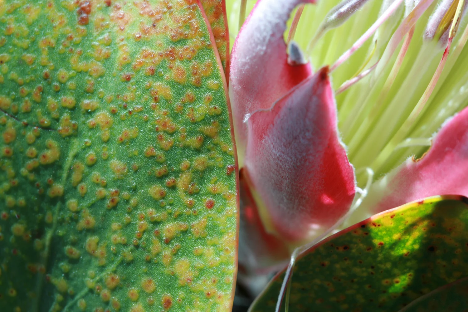 Floral07.jpg