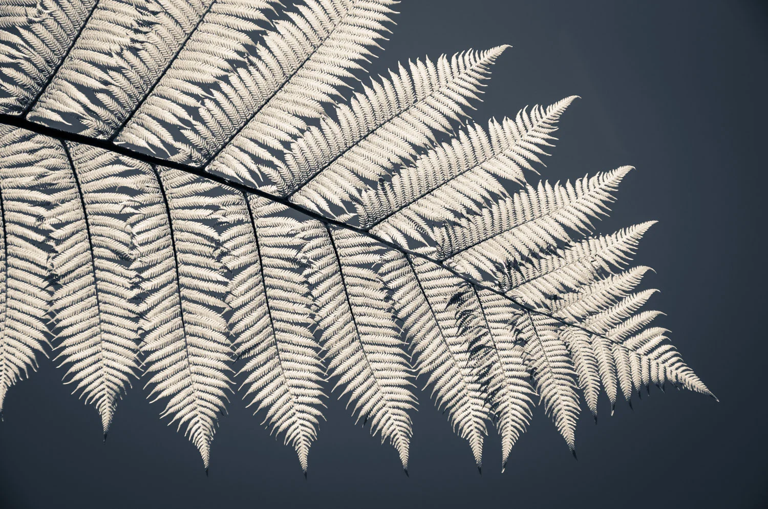 Fern frond