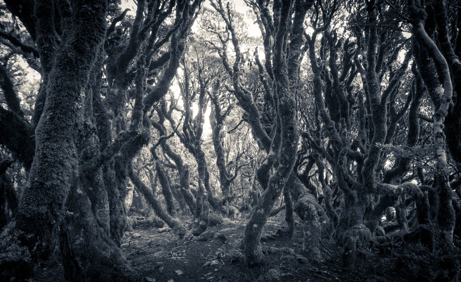 Goblin Forest