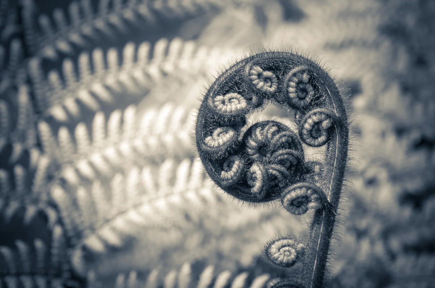 Koru