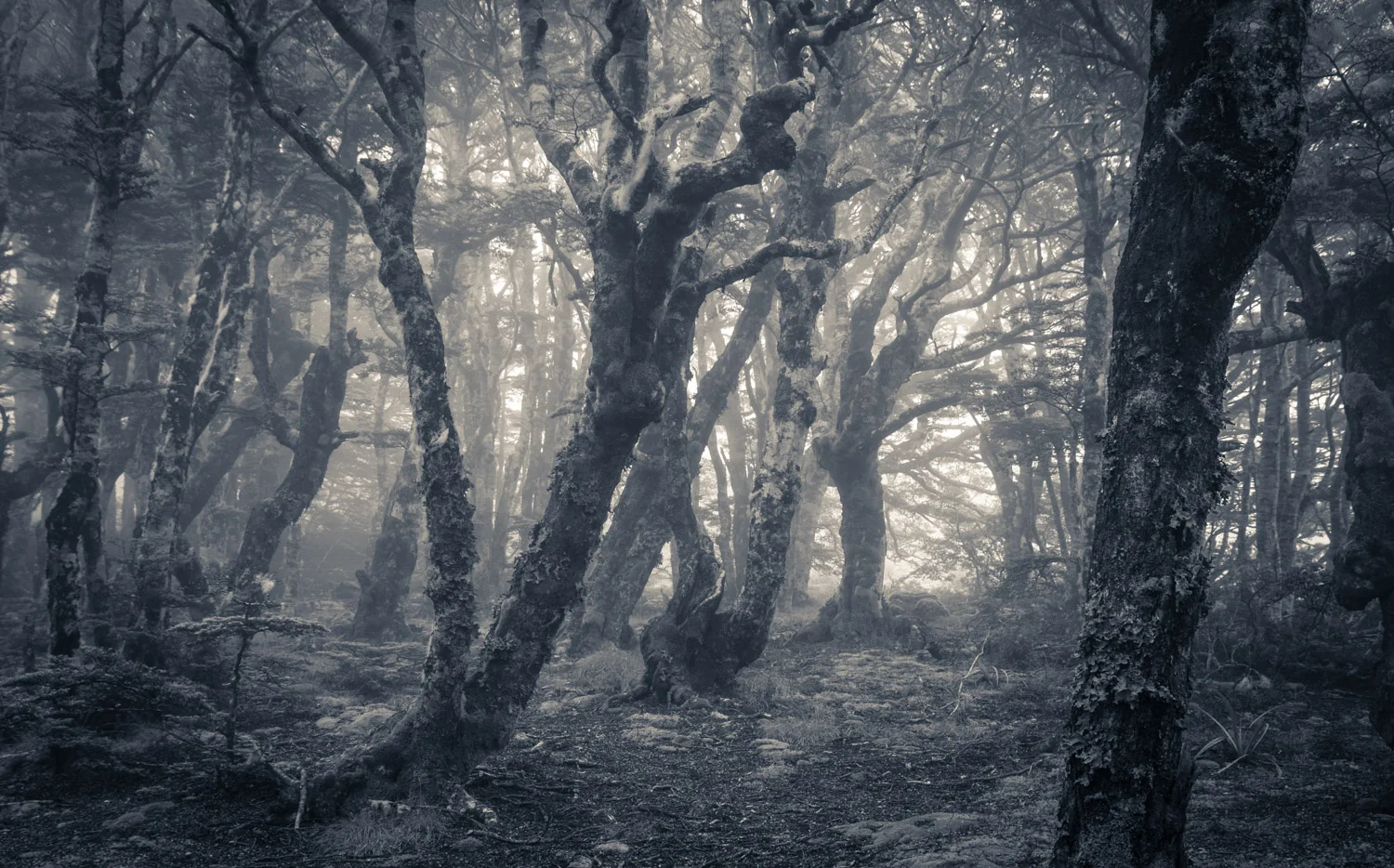 Misty forest