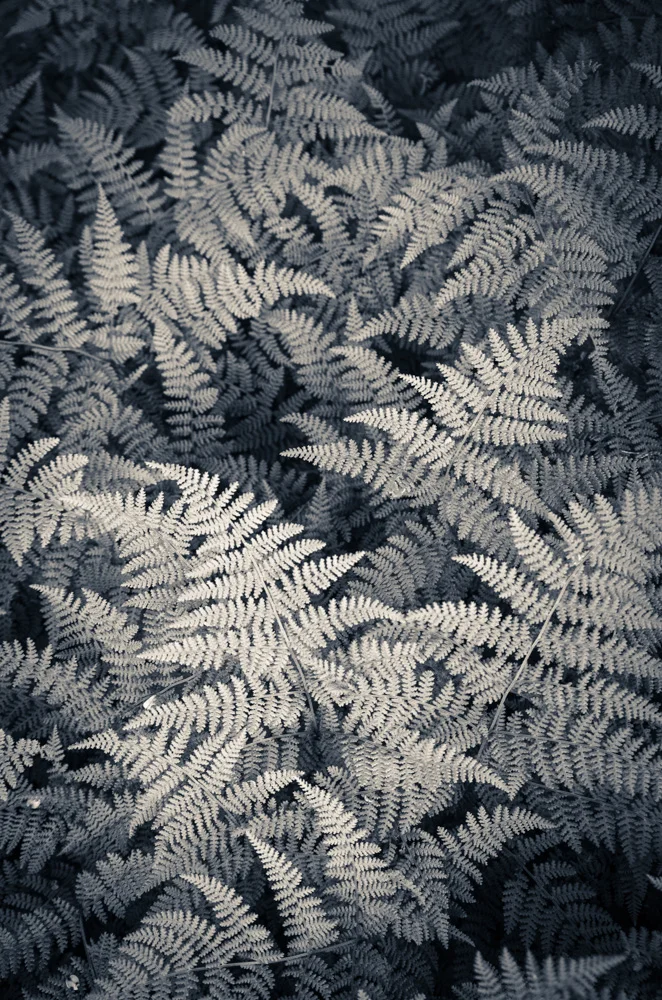 Ferns