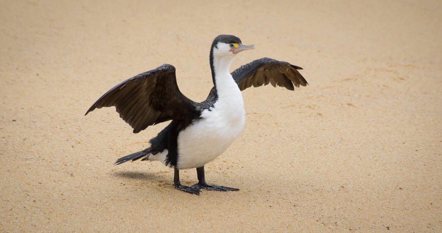 Pied Shag