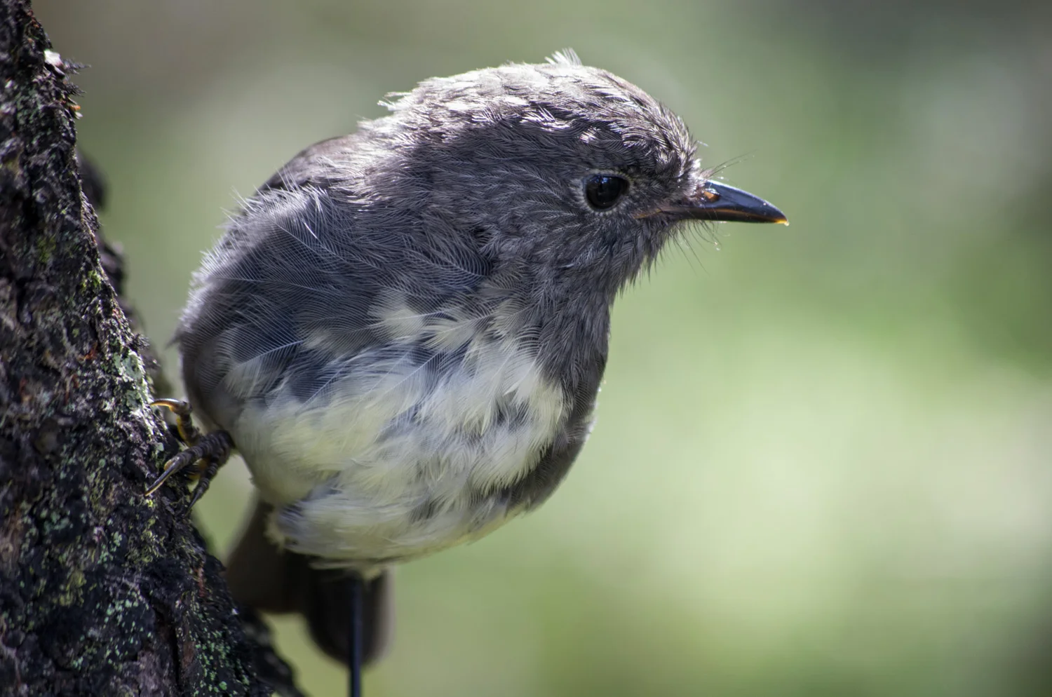 Robin