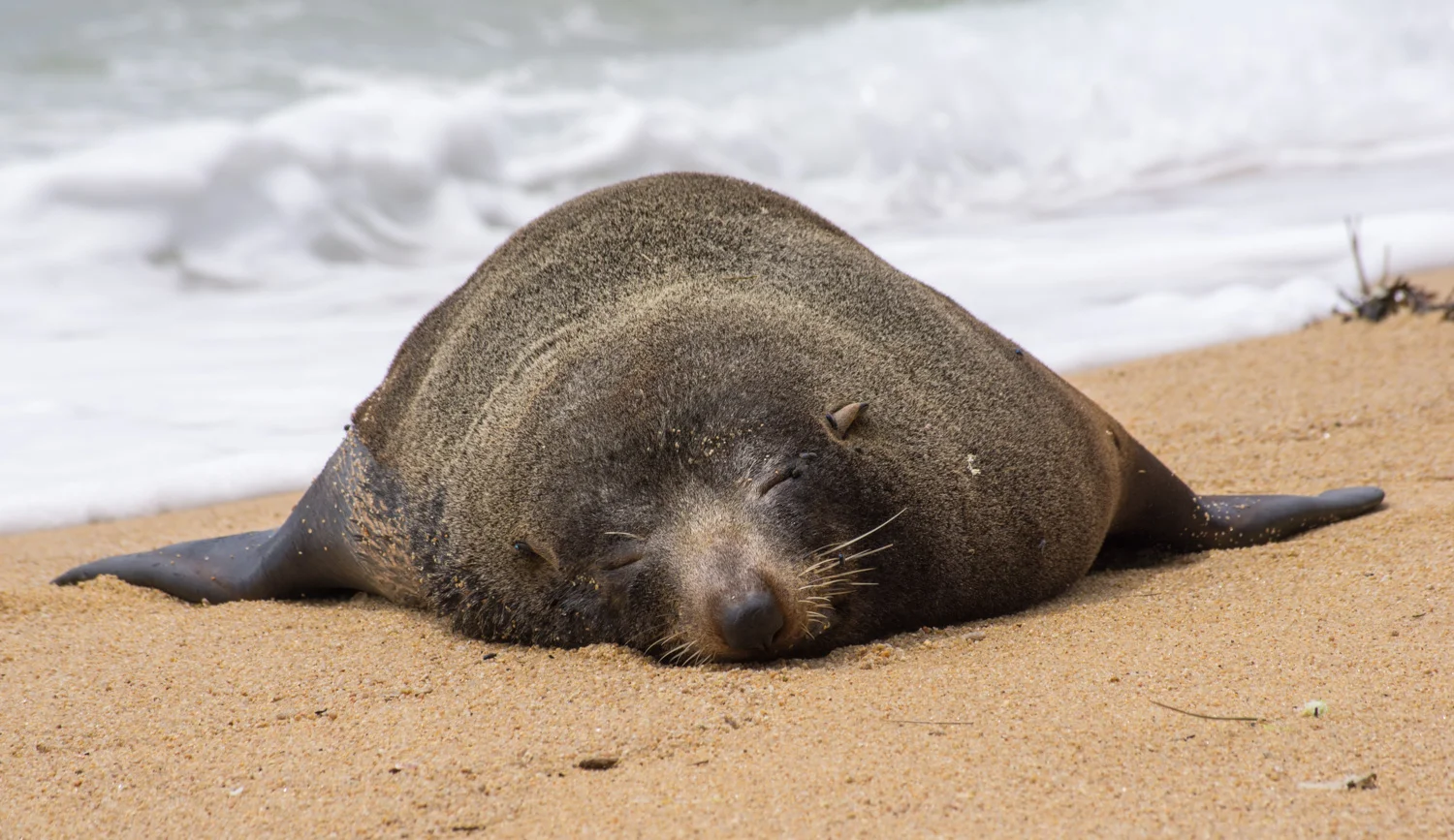 Sleepy Seal