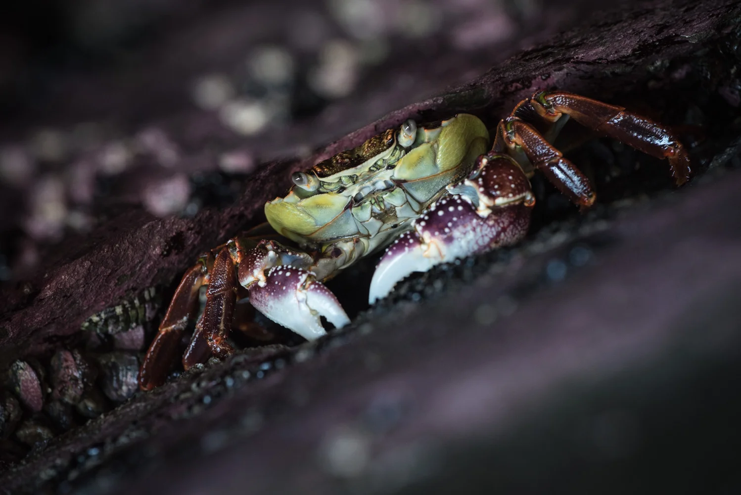 Hiding Crab