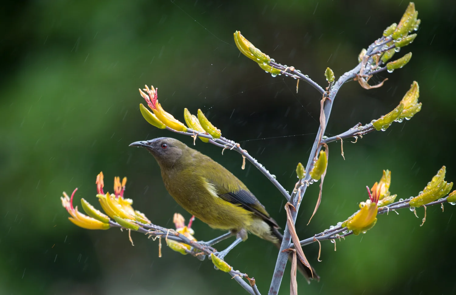 Bellbird in the rain