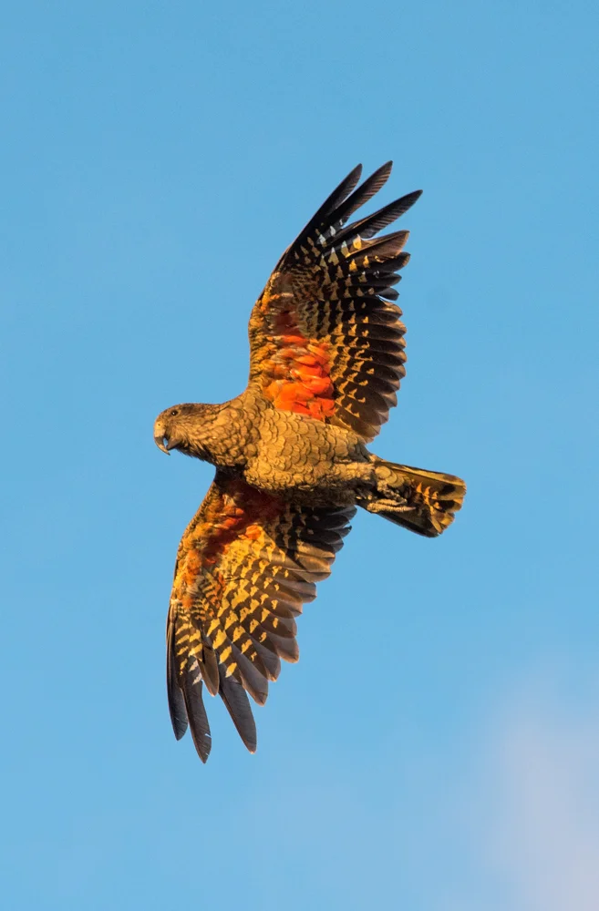 Kea on the wing