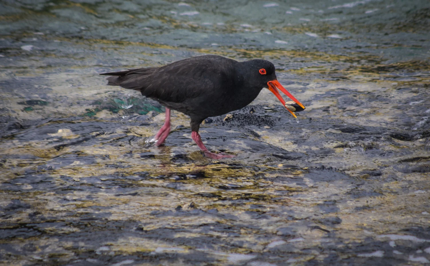 Oystercatcher