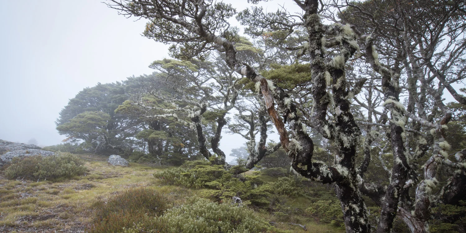 Beech in the mist