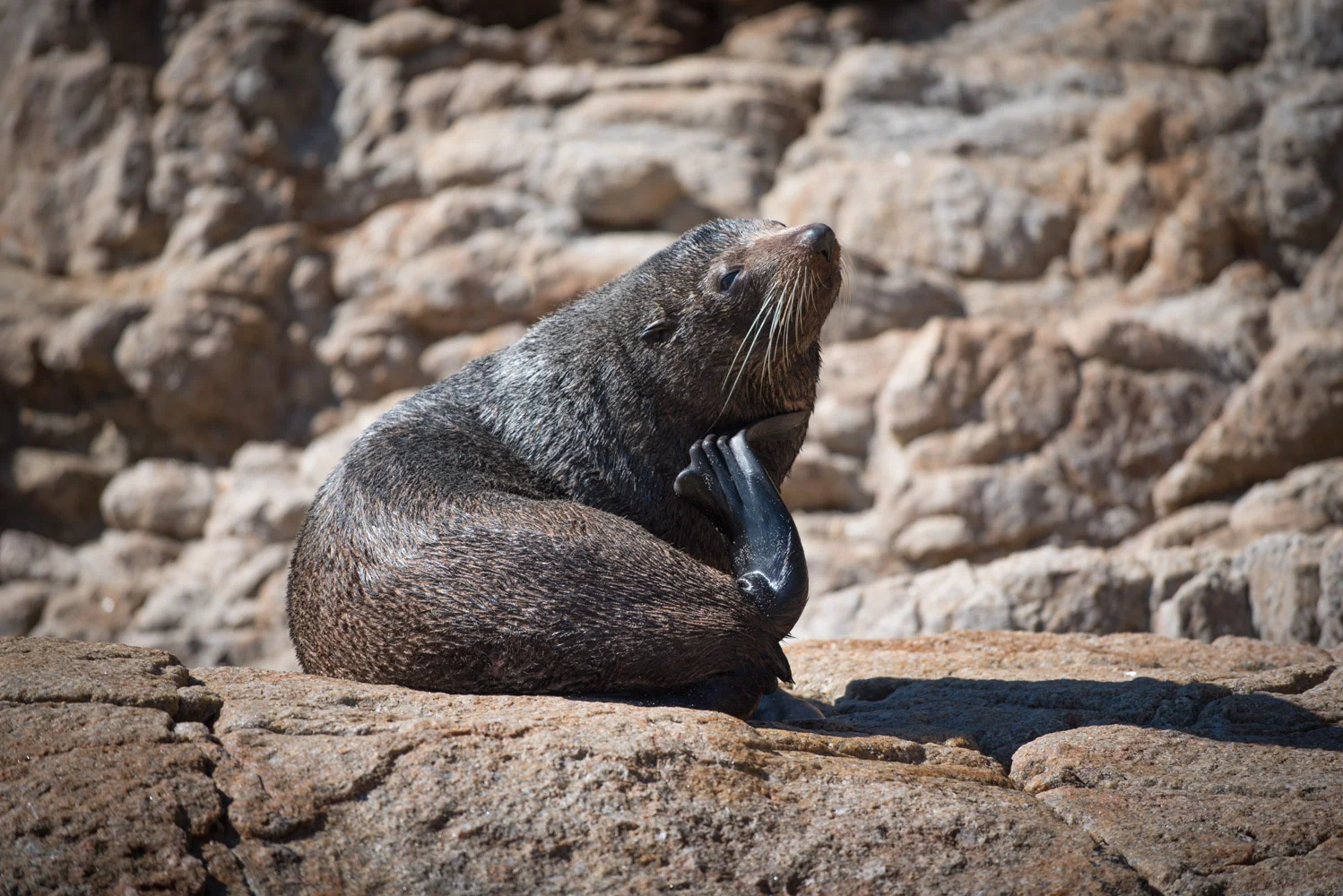 Seal Scratch