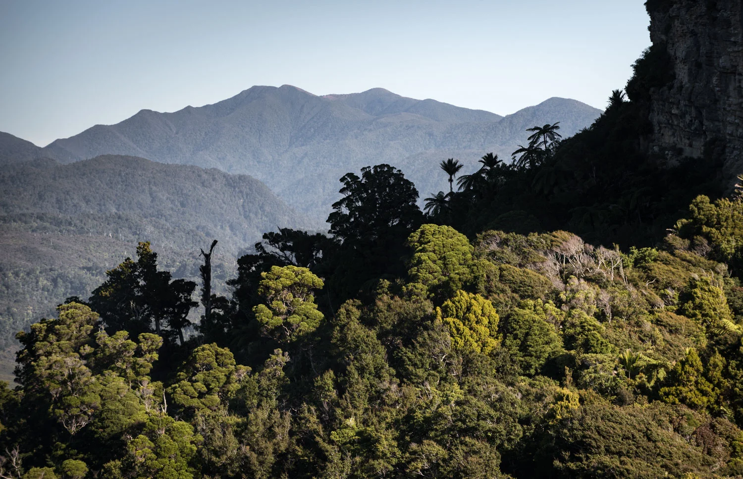 Nikau Silhouette