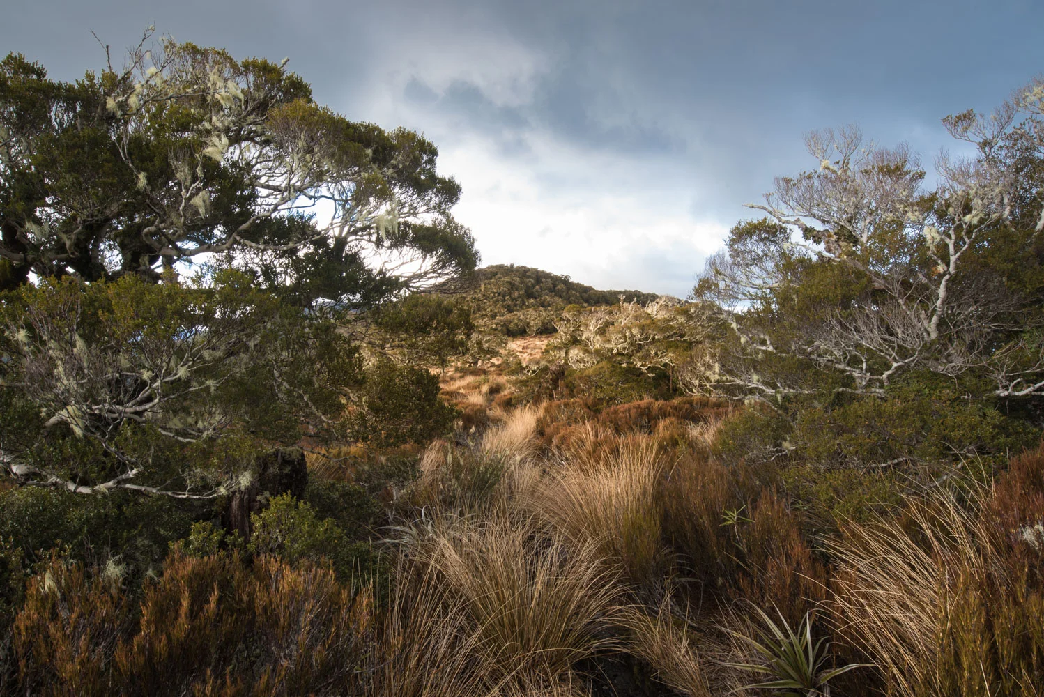 Mount Arthur bushline