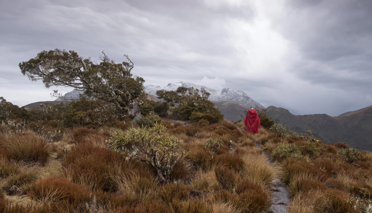 Mount Arthur Autumn