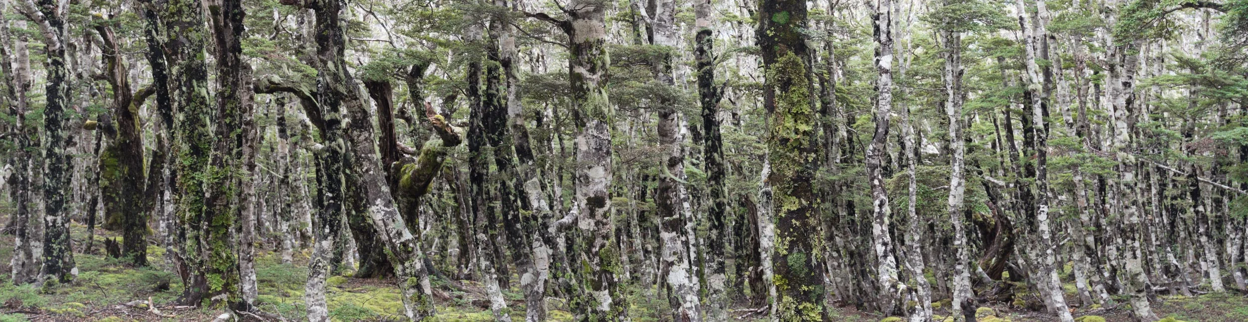 Beech tree panorama