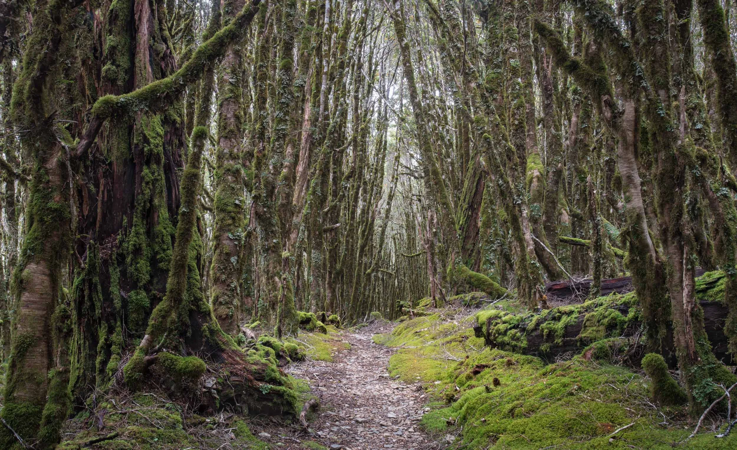 Forest Cathedral