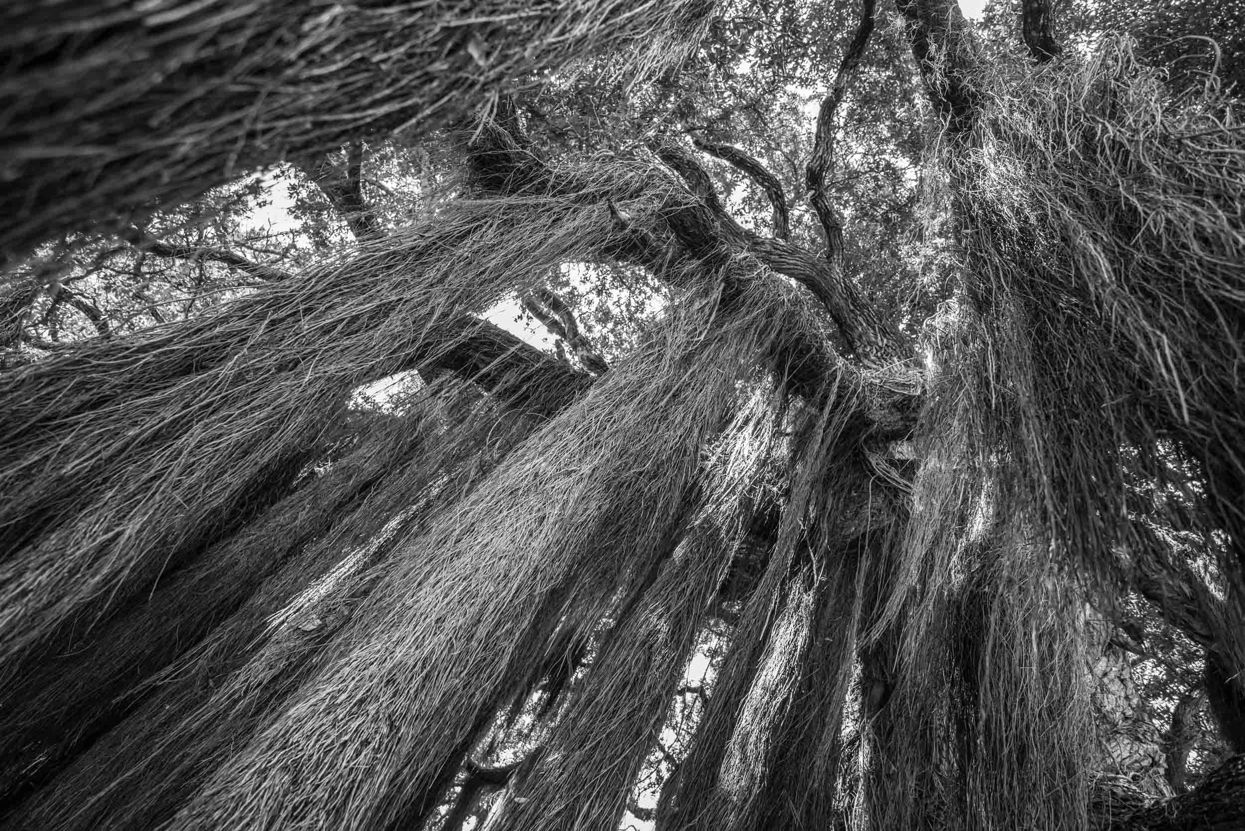 Tree beard