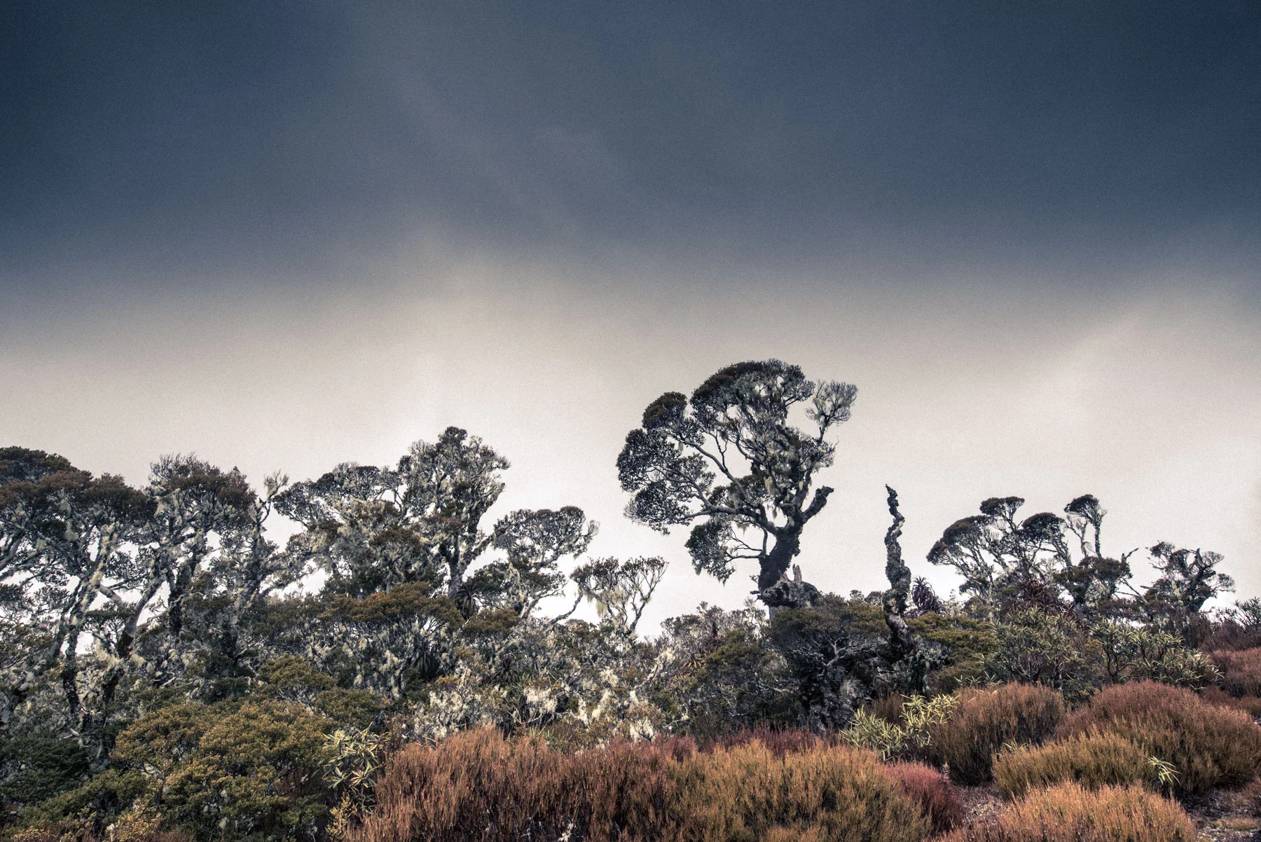 Silhouettes