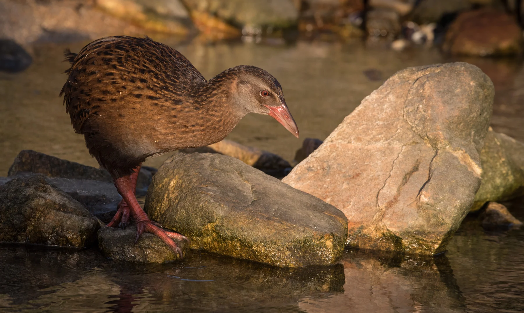 Weka