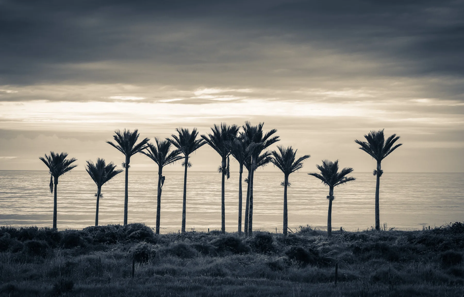 Nikau Palms