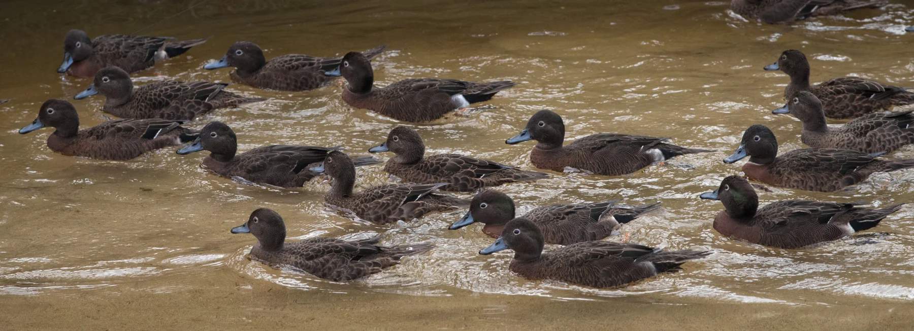 Brown Teal