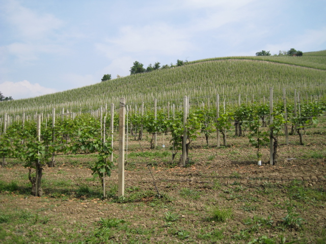 Musso Vineyard.jpg