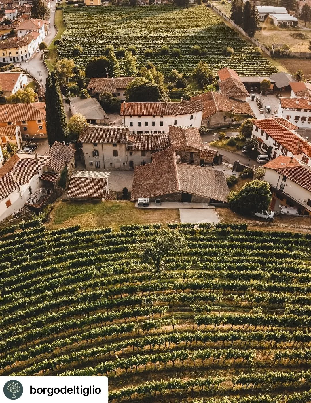 Get @reshare_app &bull; @borgodeltiglio Il Ronco della Chiesa &egrave; un essere vivente, un organismo composto da milioni di esseri viventi che a loro volta lo vivono in simbiosi con esso. Le viti, s&igrave;, ma anche i merli che vi nidificano, la f
