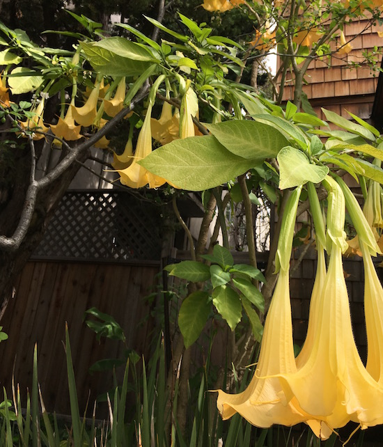 YellowDatura.jpg
