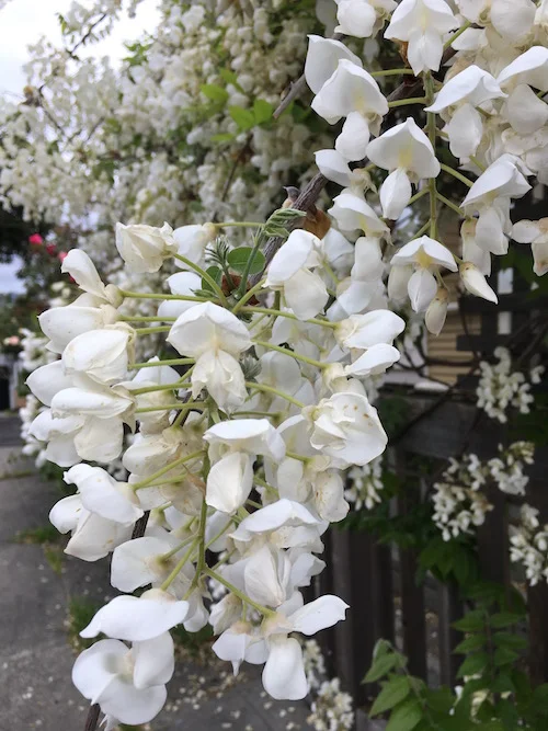Whitewisteria.jpg