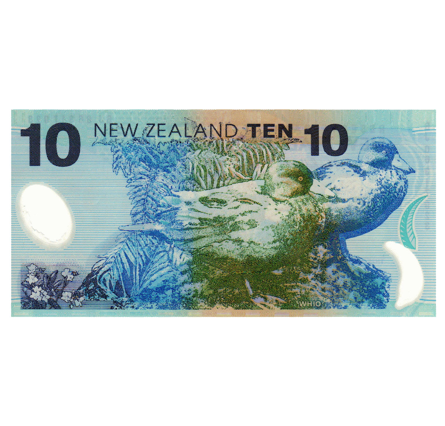 Fiordland's revered whio (blue duck)