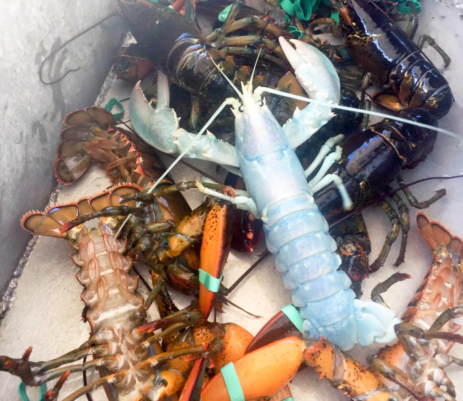 White Lobster, Cocaine and Leucism