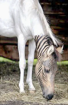 Piebald zebra. Also, zebras dgaf .