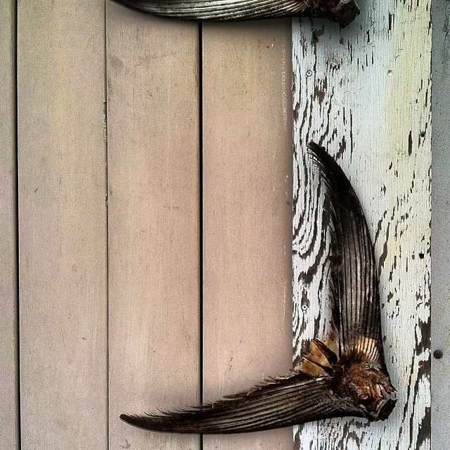 bluefin-tuna-tail-upstream-trucking-portland-maine-wharf.jpg