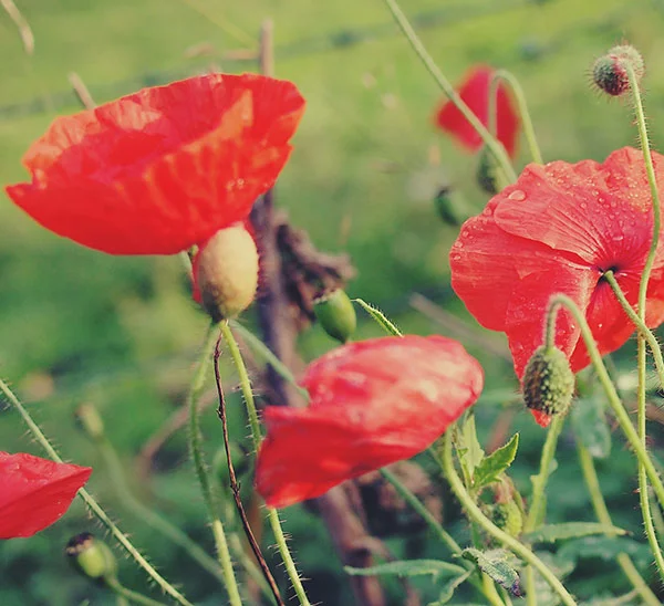 Remembrance Day Weekend, No classes