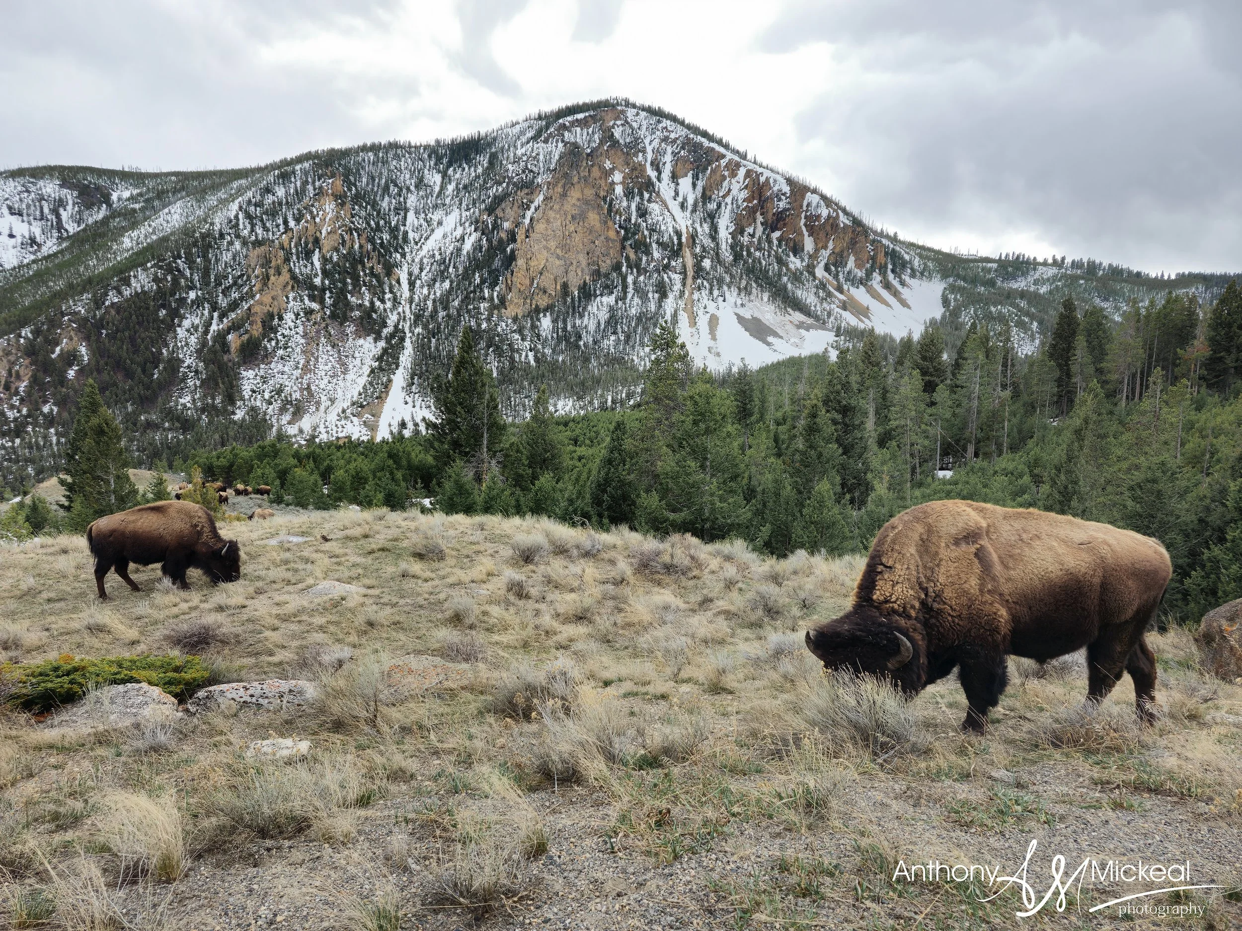 Samsung S23 Ultra Camera Test and Review in Yellowstone National Park