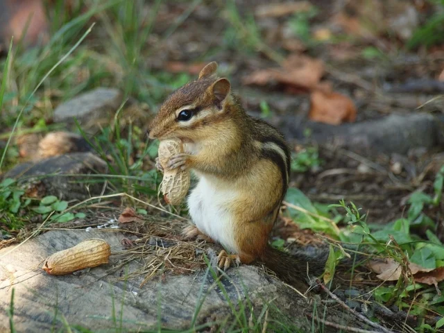 Please do not crack nuts open with your teeth unless you're a chipmunk or a squirrel.