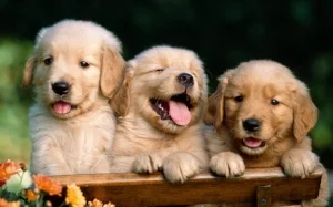 Puppies to help you feel better fast! Their names are Call, Your, and Dentist.