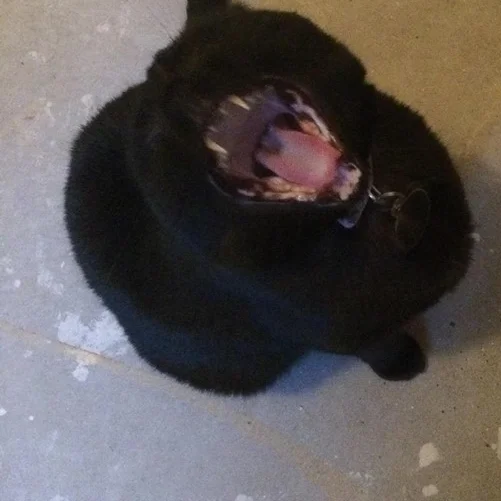 What about the cat? I can open my mouth real big, see?