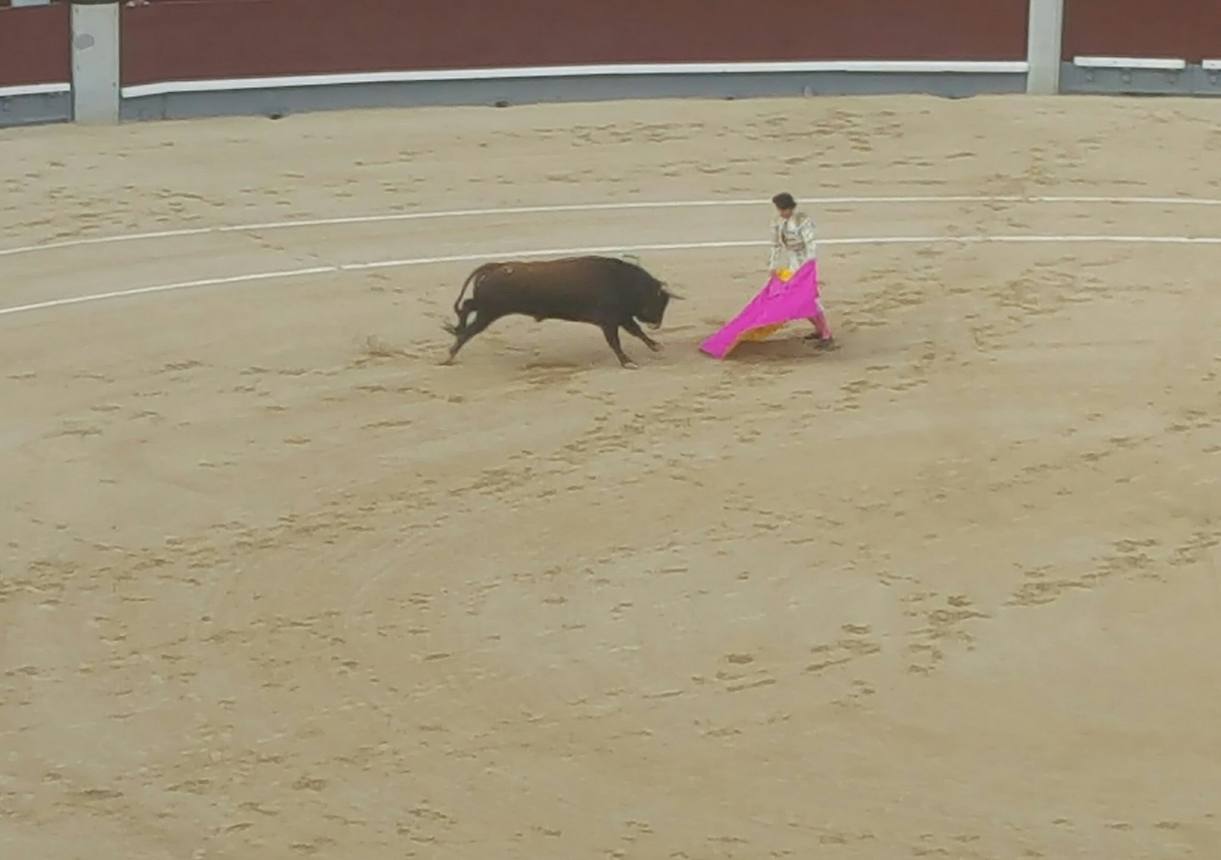Torro! Torro! : MADRID .